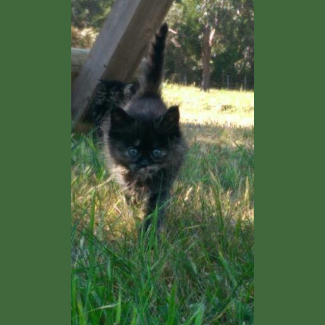 Photo of Gracie