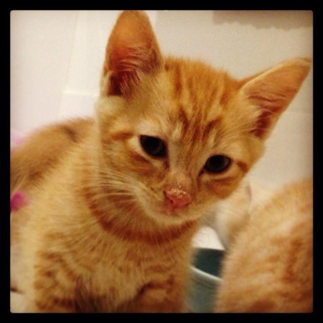 Photo of Garfield