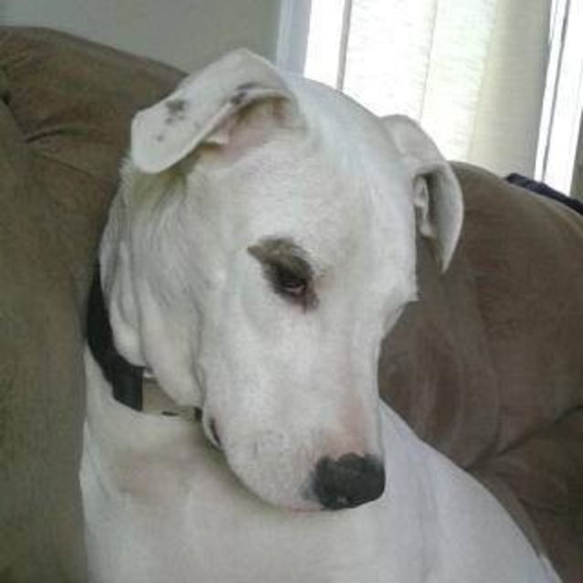 Photo of Tod (On Trial 25/1/15)~ Gentle With Children ~
