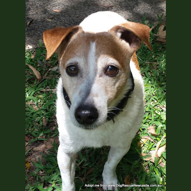 Photo of Bonnie (Adopted Jan 15)~ Jack Russell Terrier