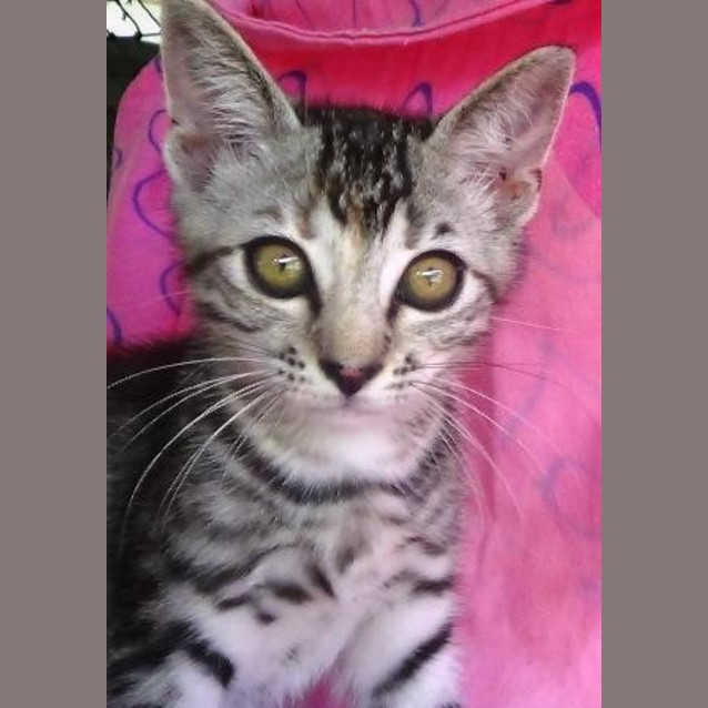 Photo of Juliet