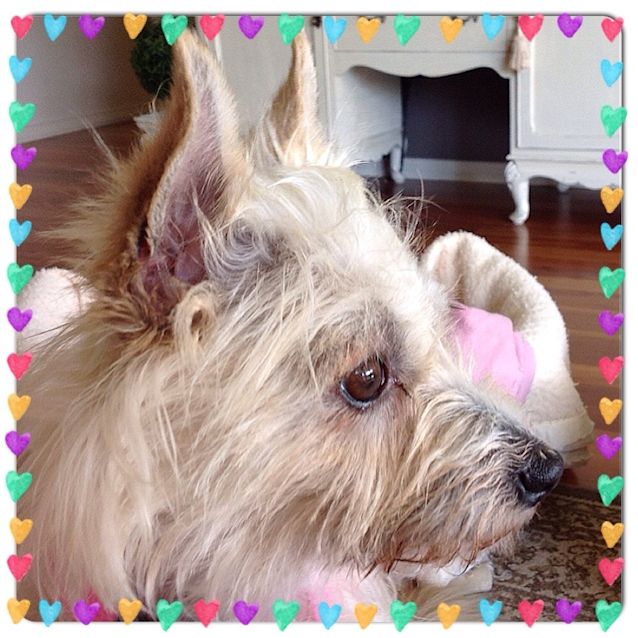 Photo of Coco ** A Sweet Little Princess **