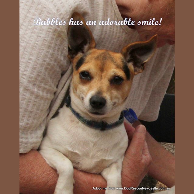 Photo of Trixie & Bubbles (Trial 20/12/14)~ Mini Foxy Pair