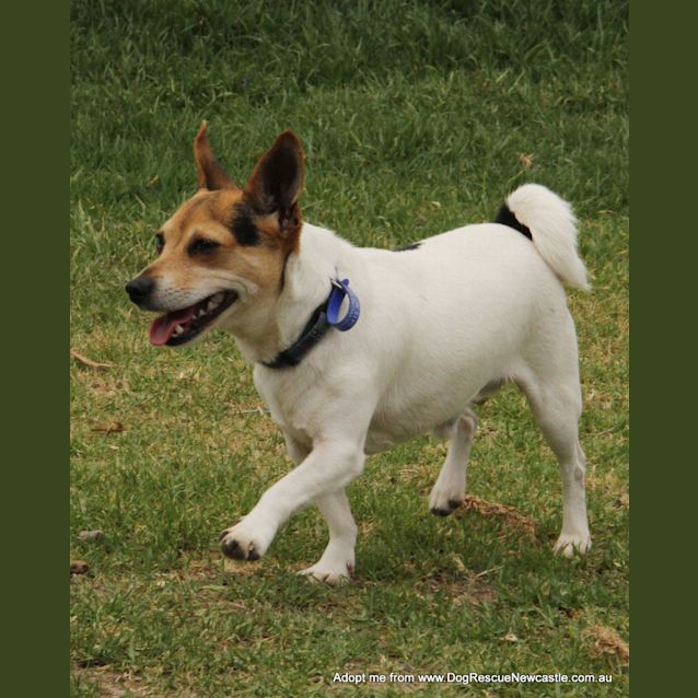 Photo of Trixie & Bubbles (Trial 20/12/14)~ Mini Foxy Pair