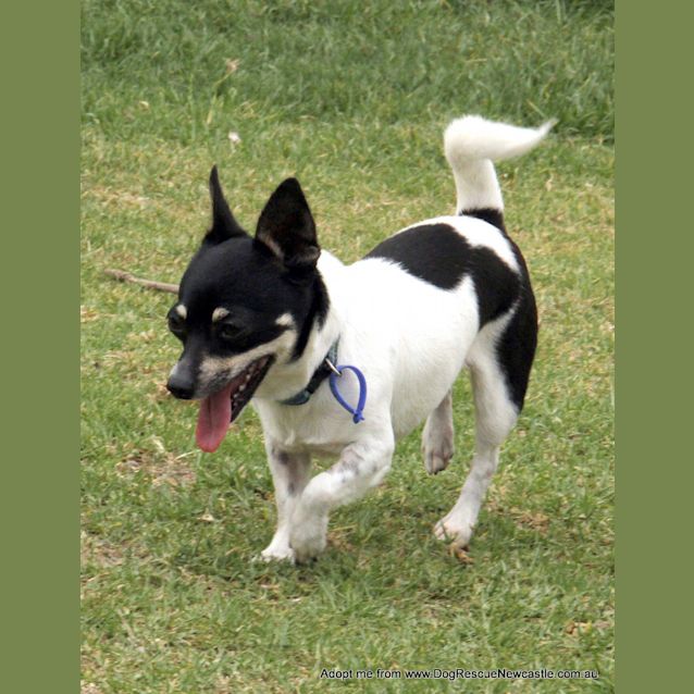 Photo of Trixie & Bubbles (Trial 20/12/14)~ Mini Foxy Pair