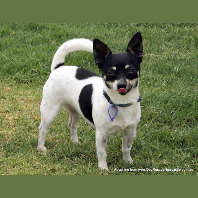 Photo of Trixie & Bubbles (Trial 20/12/14)~ Mini Foxy Pair