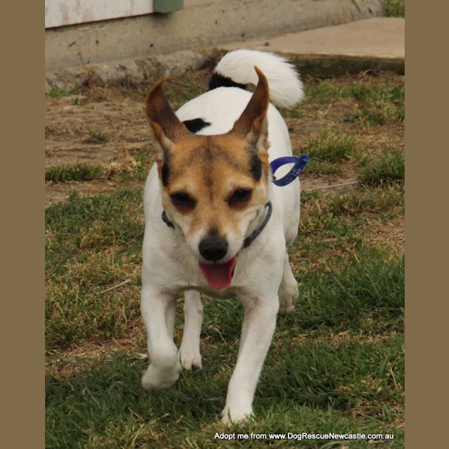 Photo of Trixie & Bubbles (Trial 20/12/14)~ Mini Foxy Pair