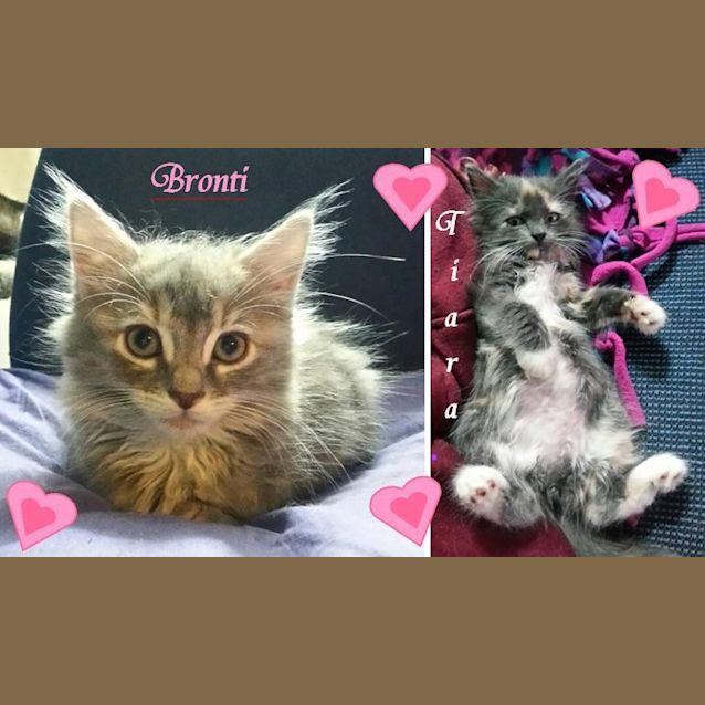 Photo of Bronti & Tiara