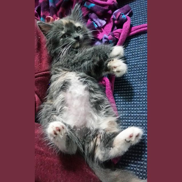 Photo of Bronti & Tiara