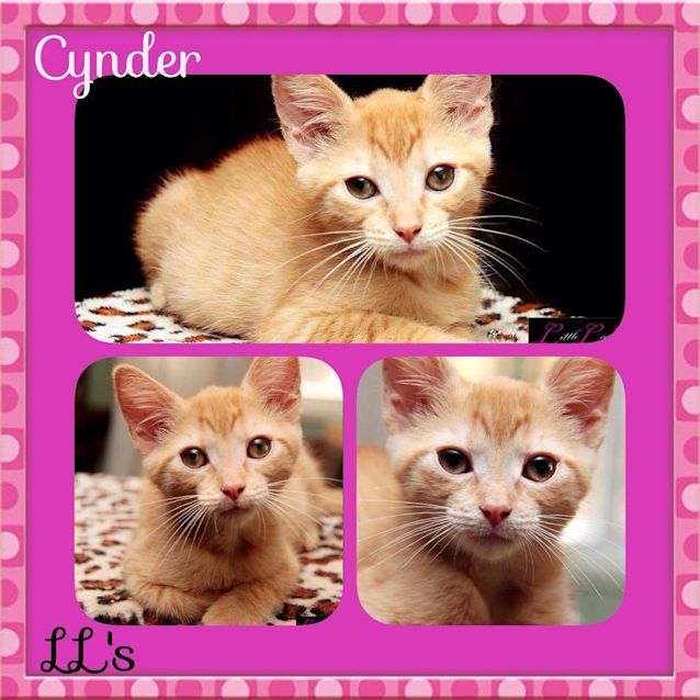 Photo of Cynder 