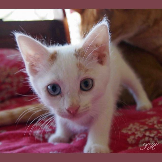 Photo of Ziggy