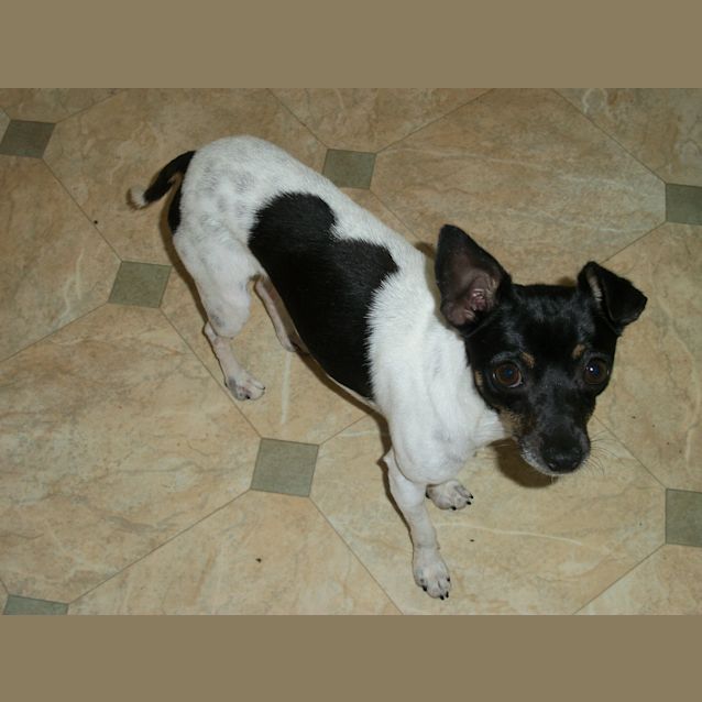 Photo of Rocco ~ Mini Foxy (On Trial 17/12/14)