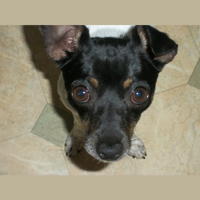 Photo of Rocco ~ Mini Foxy (On Trial 17/12/14)