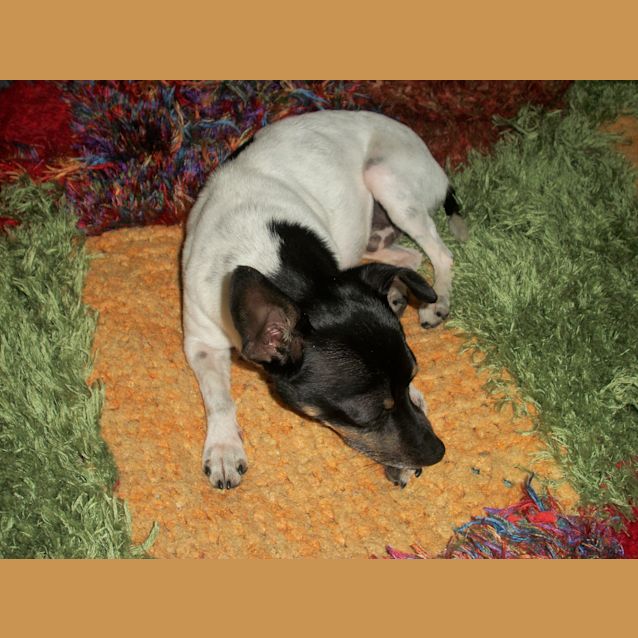 Photo of Rocco ~ Mini Foxy (On Trial 17/12/14)