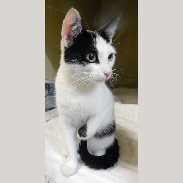 Photo of Gorgeous Leo Needs Out Of The Pound!