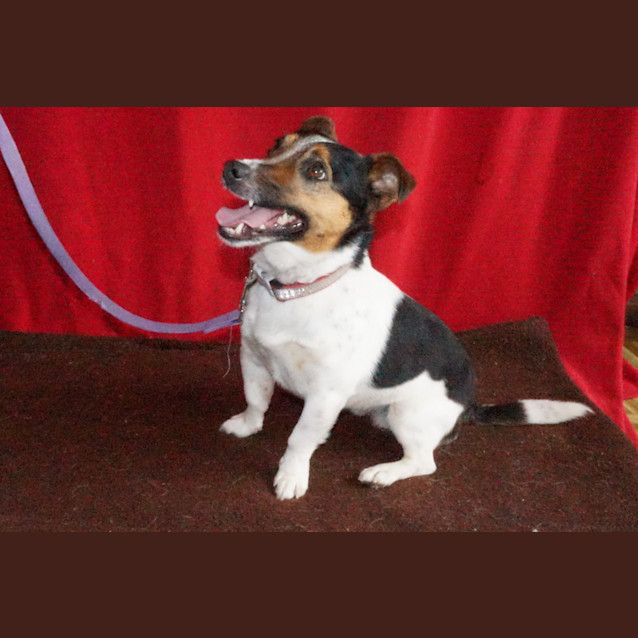 Photo of Rocky