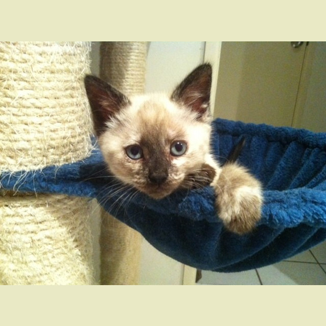 Photo of Patch (Pre   Adoption