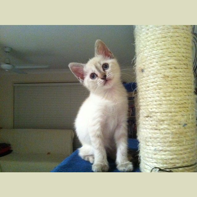 Photo of Simba (Pre   Adoption)