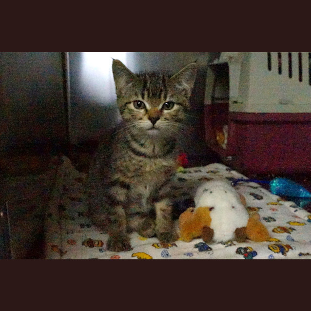 Photo of Tiger Lily