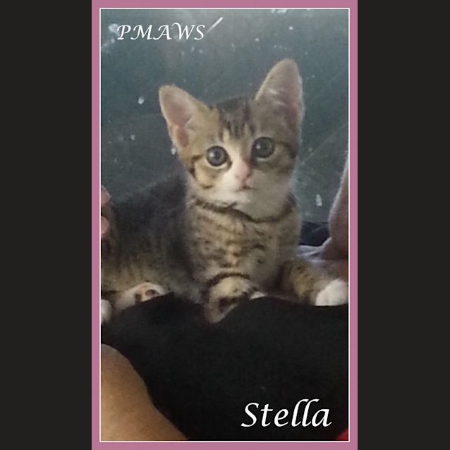 Photo of Stella