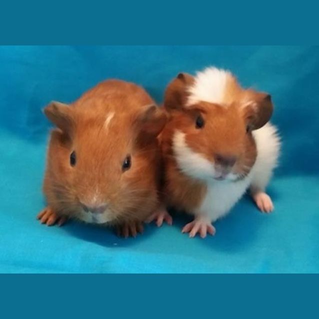 Photo of Lenny And Yoshi