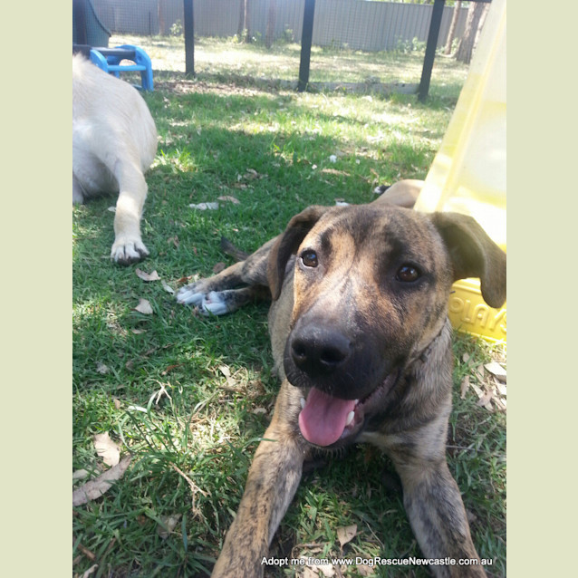 Photo of Harmony (On Trial 1/1/15)~ Staffy X Pup (Med Size)