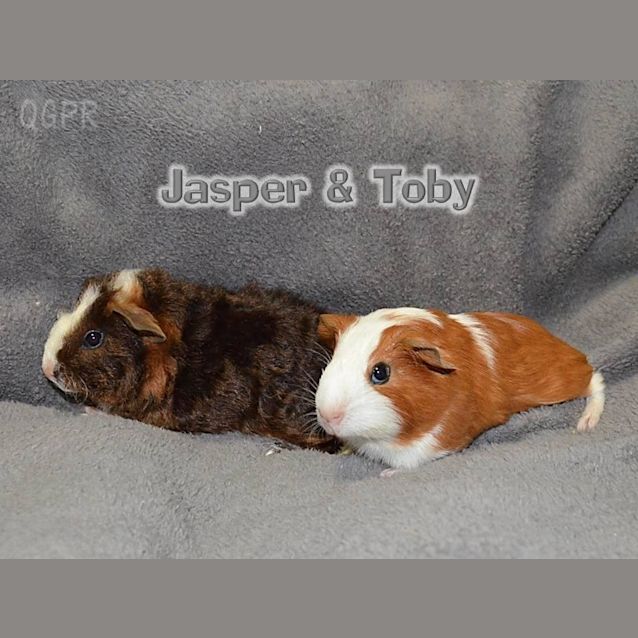 Photo of Jasper And Toby