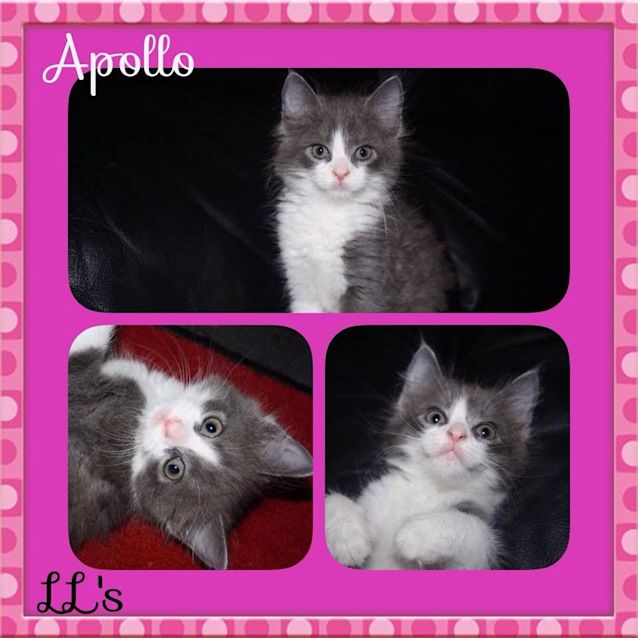 Photo of Apollo 