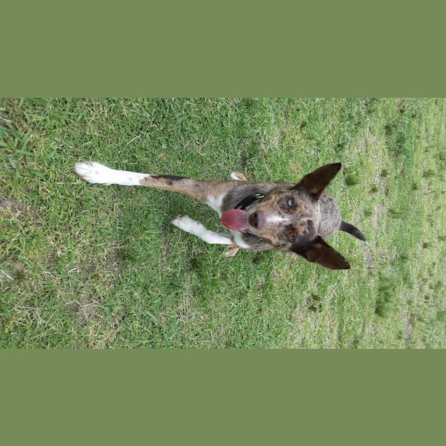 Photo of Rusty
