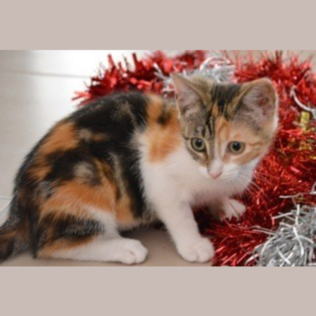 Photo of Bree  