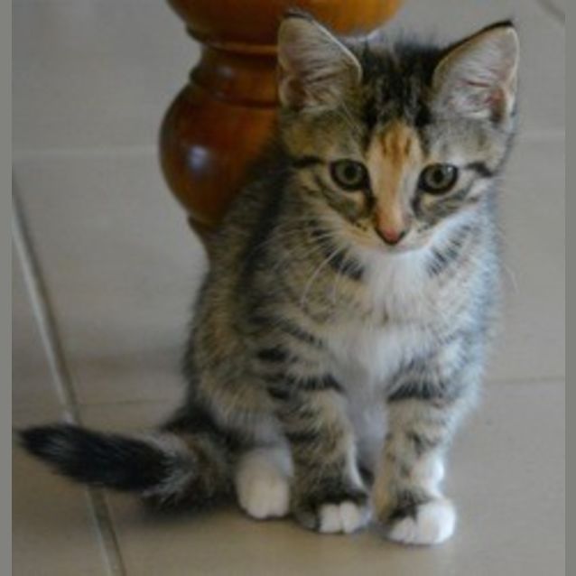 Photo of Savannah