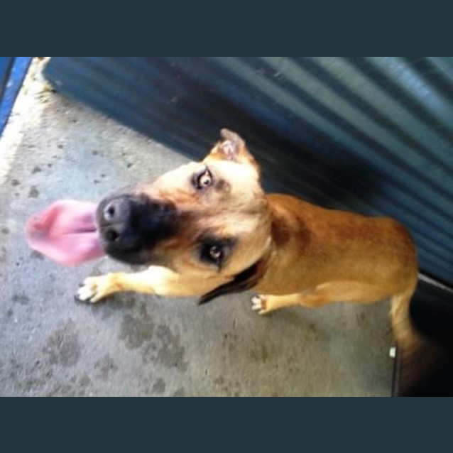 Photo of Shelby