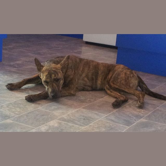 Photo of Logan (Adoption Pending)