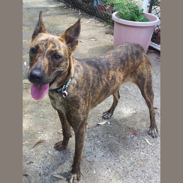 Photo of Logan (Adoption Pending)