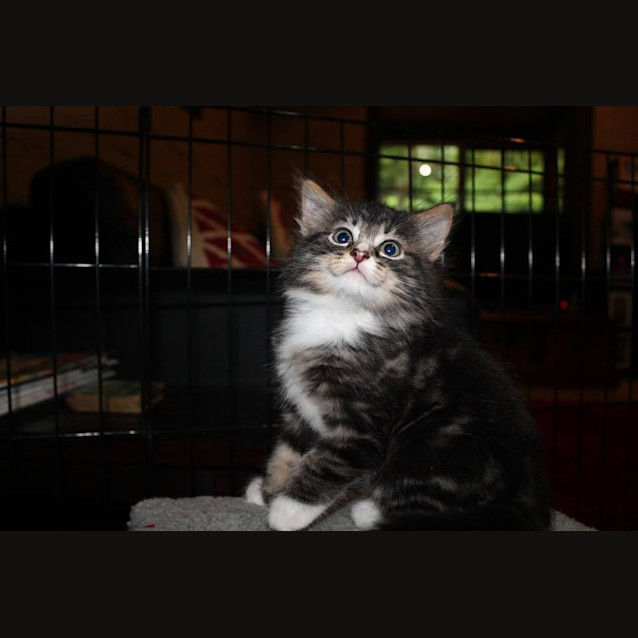 Photo of Leo   *No More Enquiries*