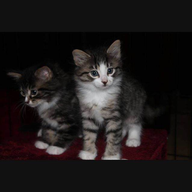 Photo of Lwana *No More Enquires*