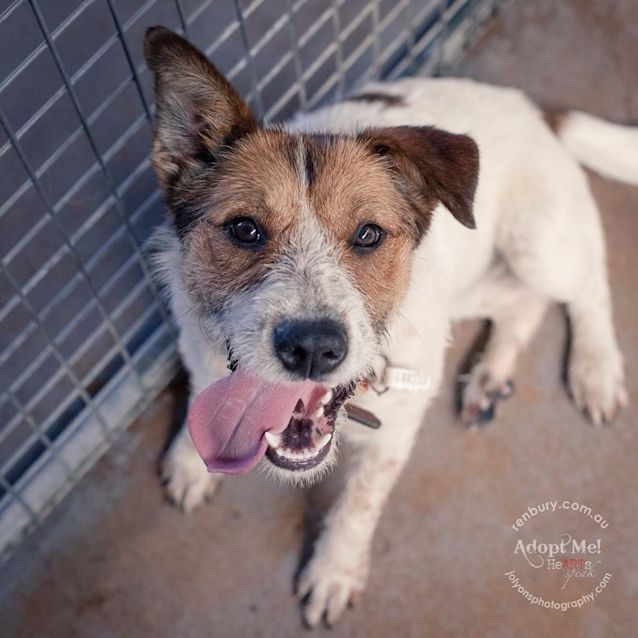 Photo of Dutchess ** A Gorgeous Natured Pup **