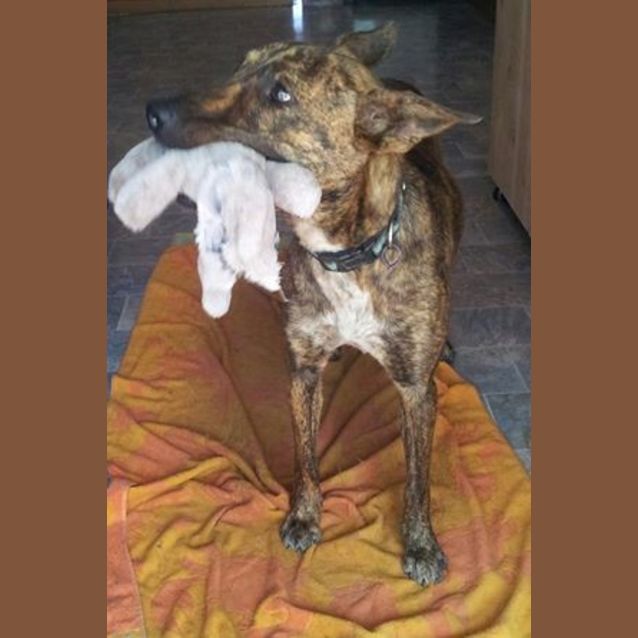 Photo of Logan (Adoption Pending)