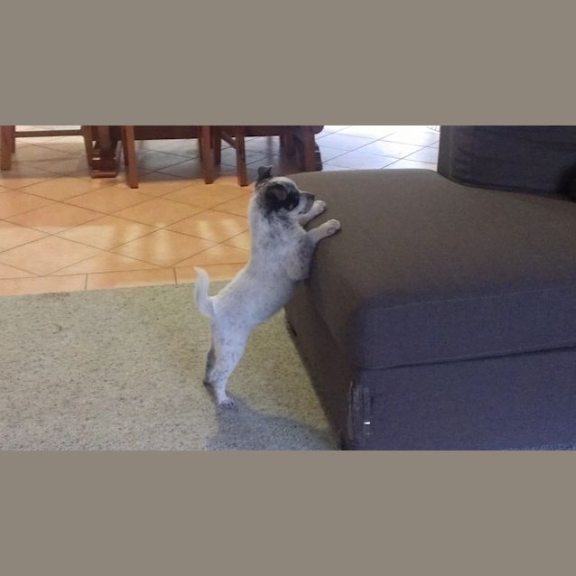 Photo of Banjo