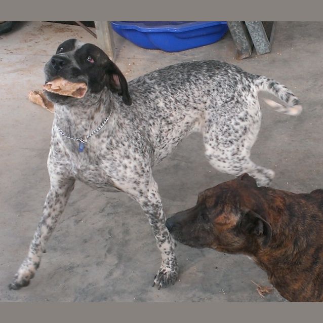 Photo of Chevy (Adoption Pending)