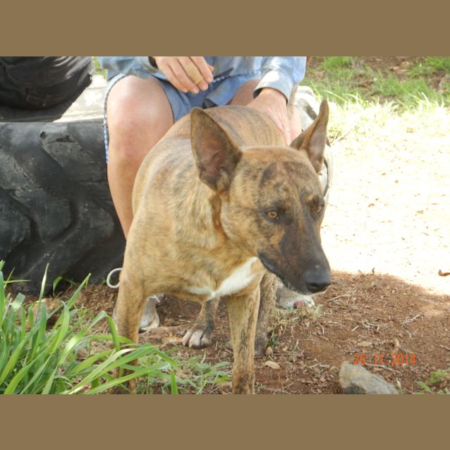 Photo of Dusty (Adoption Pending)