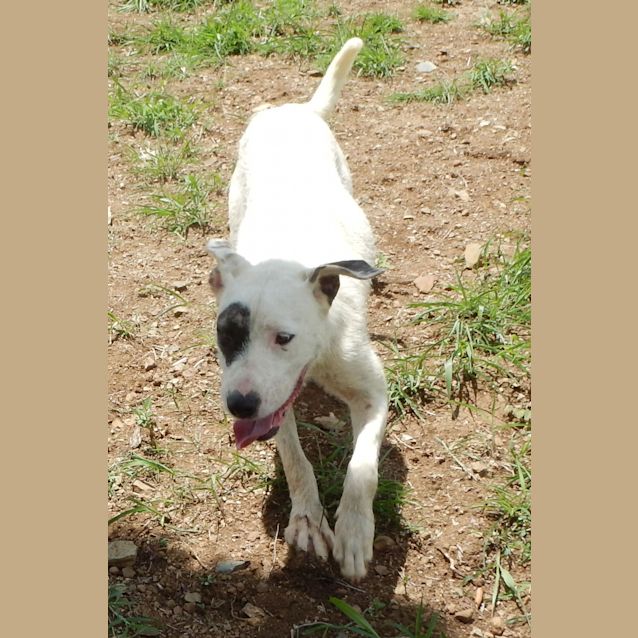 Photo of Lexi (At Rspca Big Adopt Day Sept 19 Brisbane)