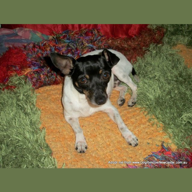 Photo of Rocco ~ Mini Foxy (On Trial 17/12/14)