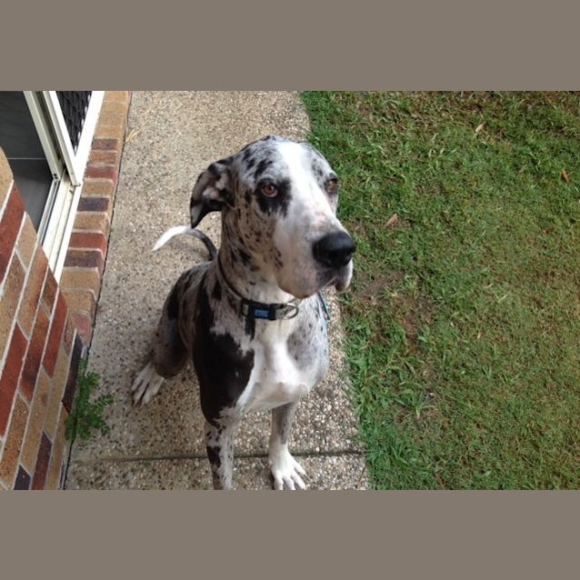 Photo of Indy