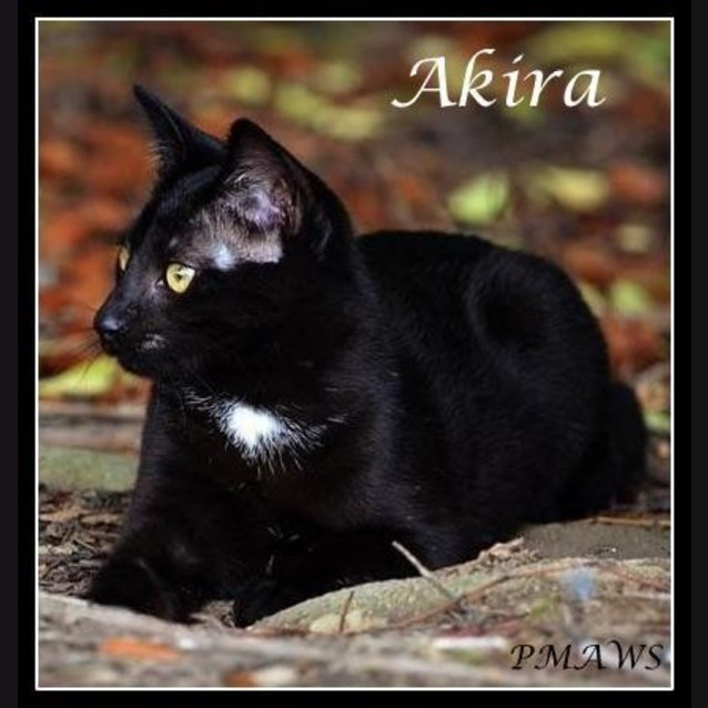Photo of Akira