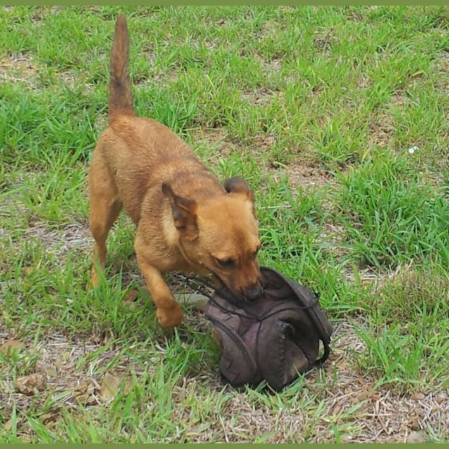 Photo of April (Adoption Pending)