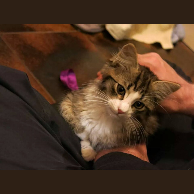 Photo of Skiddles