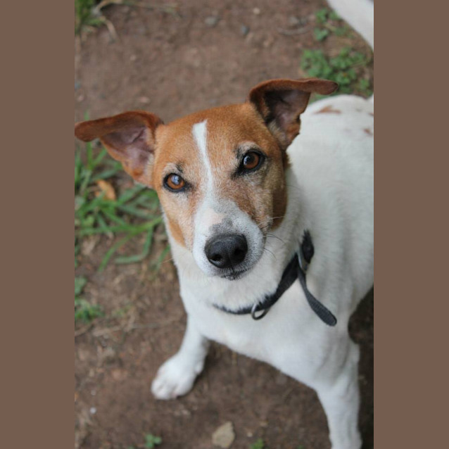 Photo of Toby