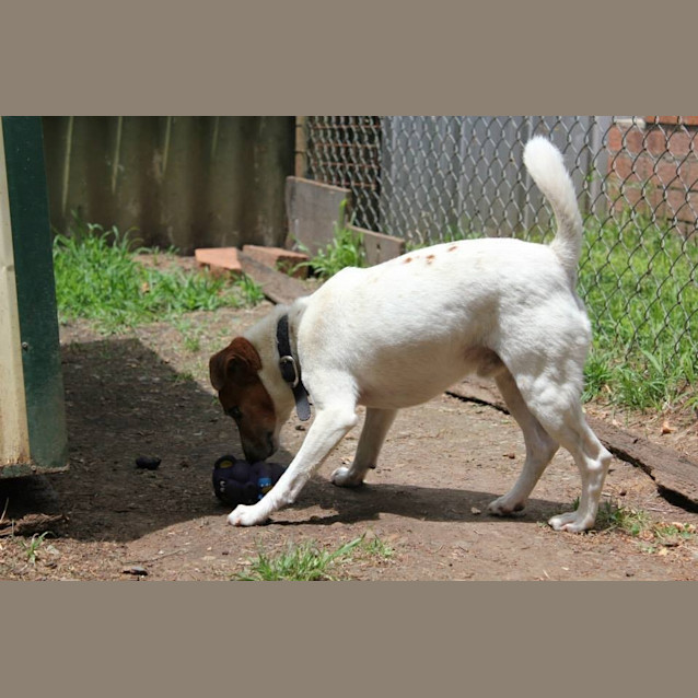 Photo of Toby