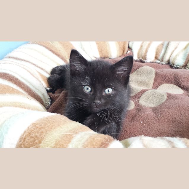 Photo of Black Kittens